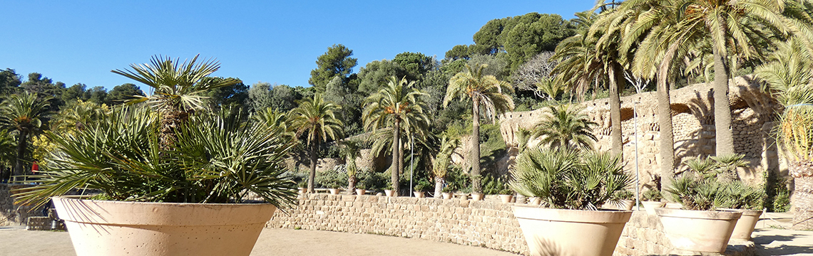 Passeig de les palmeres